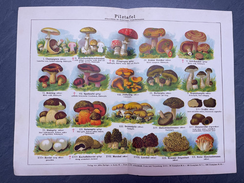 Historische pilztafel 1904 - pilztafel,